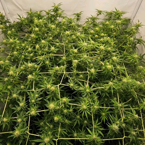 Die sieben Zwerge #5 growlog timeline photo