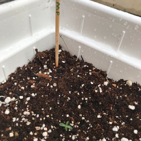 Neural mandarín purple  growlog timeline photo