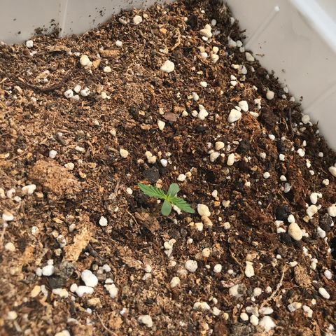 Neural mandarín purple  growlog timeline photo