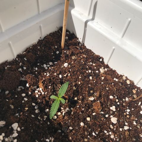 Neural mandarín purple  growlog timeline photo