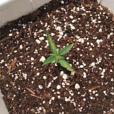 Neural mandarín purple  growlog timeline photo
