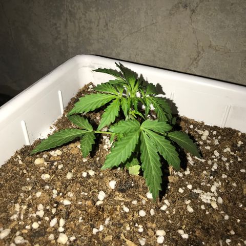 Neural mandarín purple  growlog timeline photo
