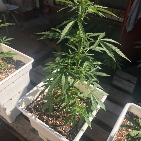 Neural mandarín purple  growlog timeline photo