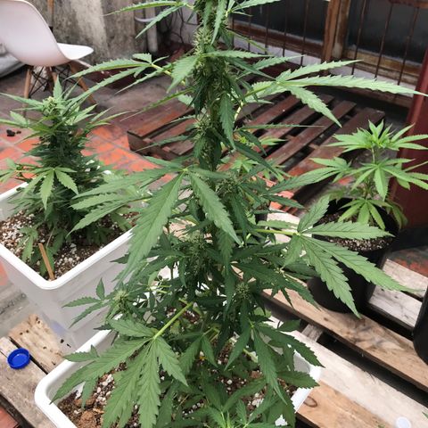 Neural mandarín purple  growlog timeline photo