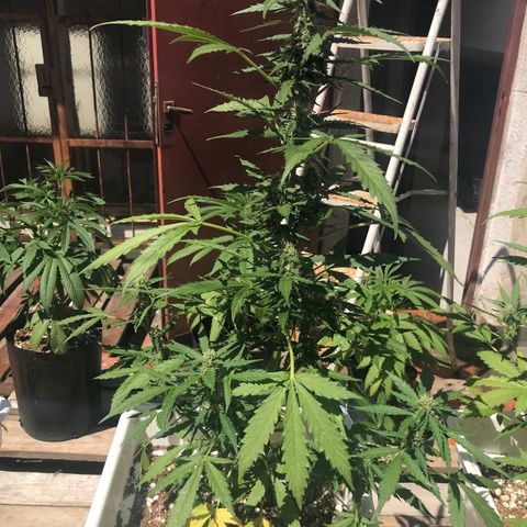 Neural mandarín purple  growlog timeline photo