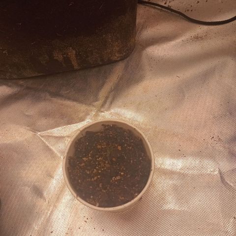 Gelonade growlog timeline photo