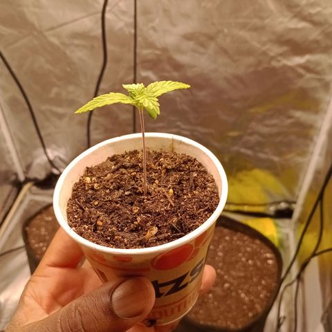Gelonade growlog photo: The feeding worked! Previous growth was crazy slow. This grow will be my best harvest!