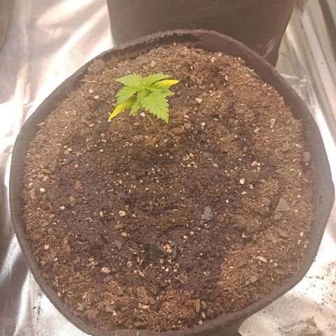 Gelonade growlog photo: Leaves are turning yellow so I had to transplant. I'm adding mychorrizae and watering slowly into the medium 