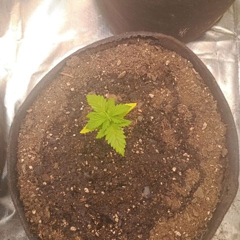 Gelonade growlog photo: Leaves are turning yellow so I had to transplant. I'm adding mychorrizae and watering slowly into the medium 