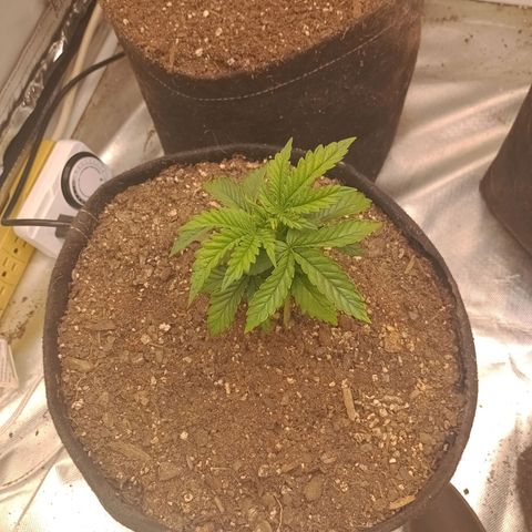 Gelonade growlog timeline photo