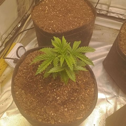 Gelonade growlog timeline photo