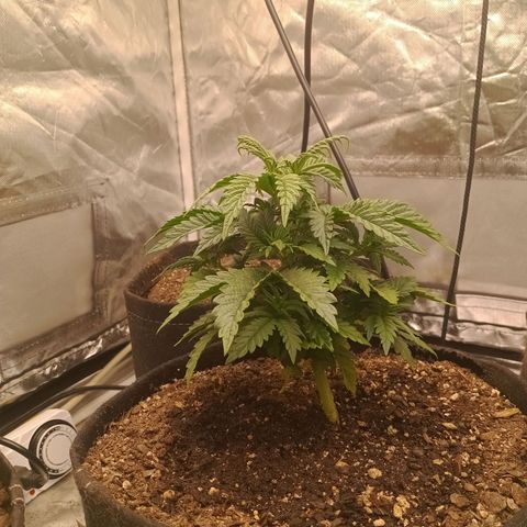 Gelonade growlog photo: Man, I can't wait to clone her and get rid of these gnats!!!