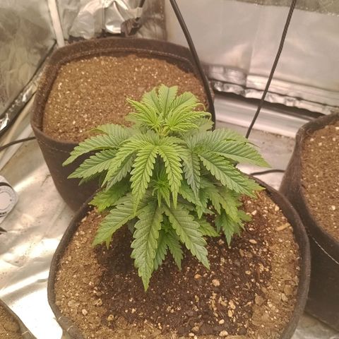 Gelonade growlog photo: Man, I can't wait to clone her and get rid of these gnats!!!