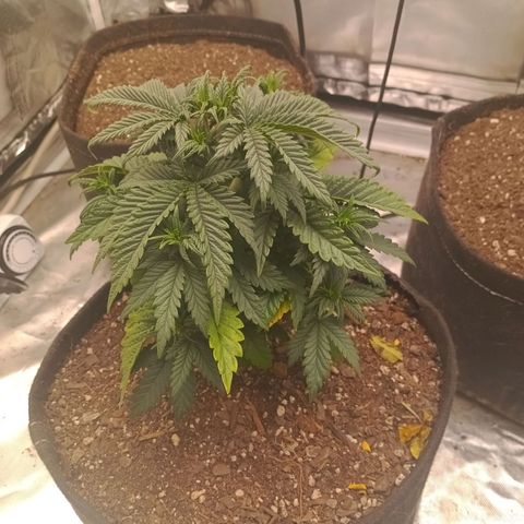 Gelonade growlog timeline photo