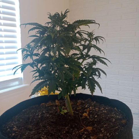 Gelonade growlog timeline photo
