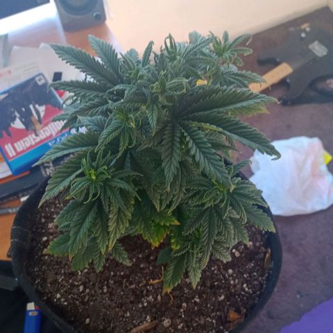 Gelonade growlog timeline photo