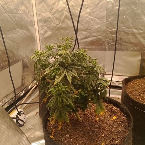Gelonade growlog timeline photo
