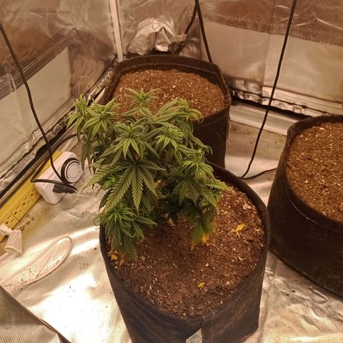 Gelonade growlog timeline photo