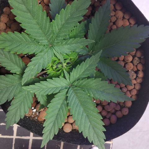 Skunk #1 growlog timeline photo