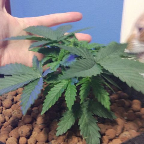 Skunk #1 growlog timeline photo