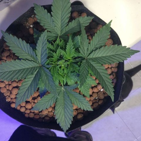 Skunk #1 growlog timeline photo