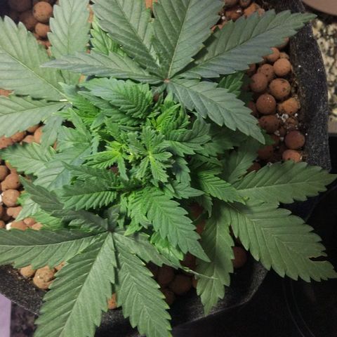 Skunk #1 growlog timeline photo
