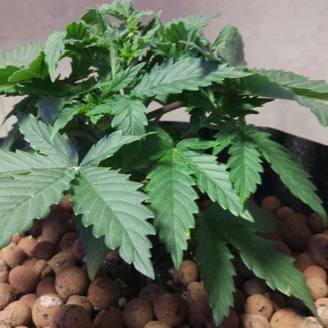 Skunk #1 growlog timeline photo