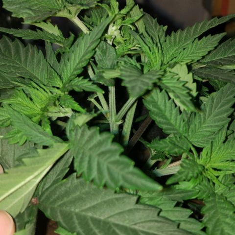 Skunk #1 growlog timeline photo