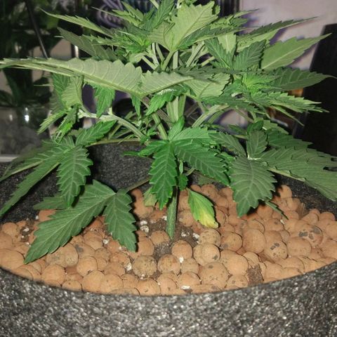 Skunk #1 growlog timeline photo