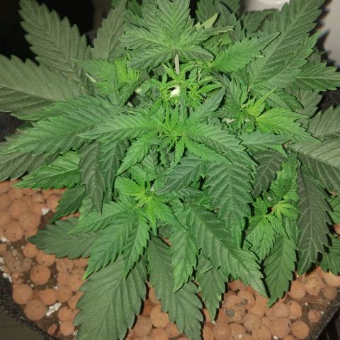 Skunk #1 growlog timeline photo