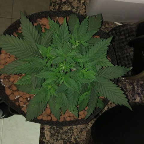 Skunk #1 growlog timeline photo