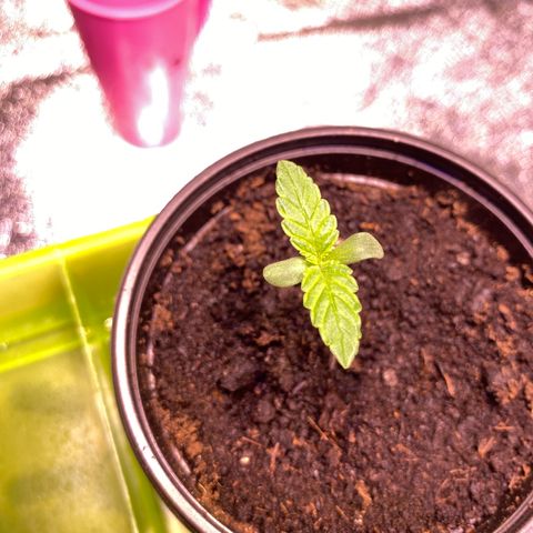 Rainbow runtz #1 growlog timeline photo