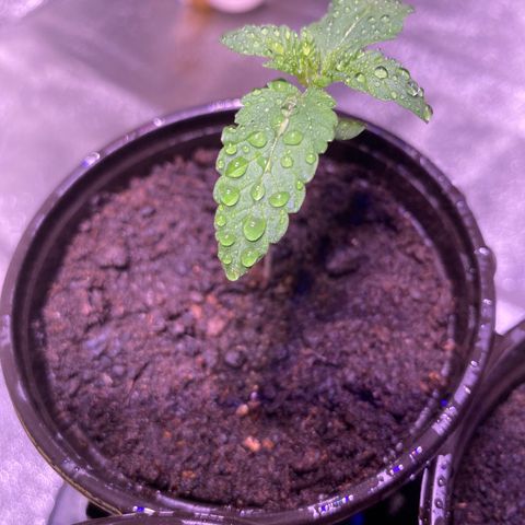 Rainbow runtz #1 growlog timeline photo