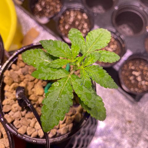 Rainbow runtz #1 growlog timeline photo
