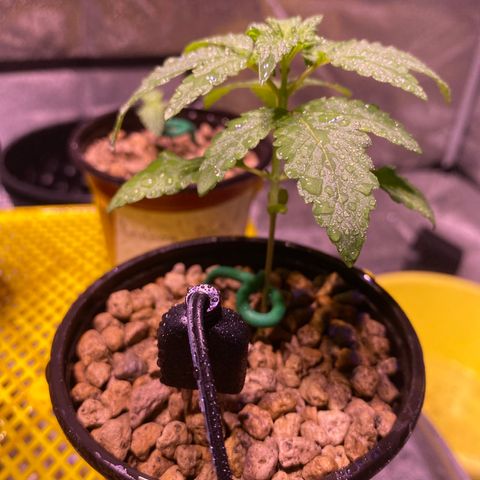 Rainbow runtz #1 growlog timeline photo