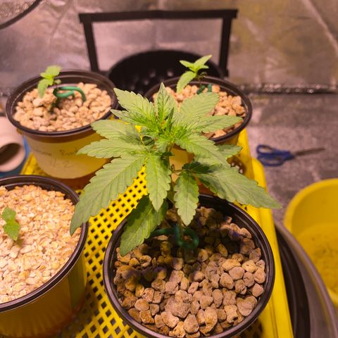 Rainbow runtz #1 growlog timeline photo