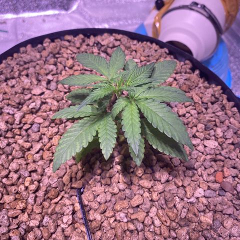 Rainbow runtz #1 growlog timeline photo