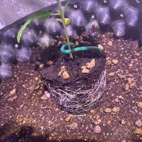 Rainbow runtz #1 growlog timeline photo