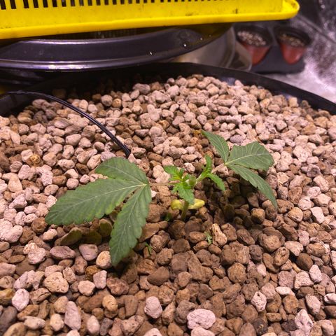 Rainbow runtz #1 growlog timeline photo