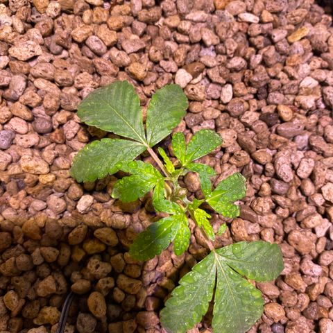 Rainbow runtz #1 growlog timeline photo