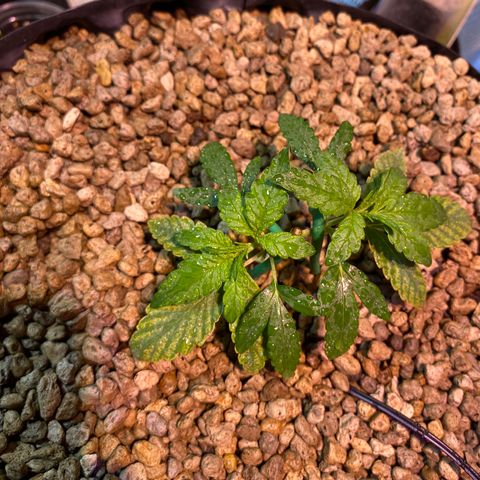 Rainbow runtz #1 growlog timeline photo