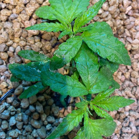 Rainbow runtz #1 growlog timeline photo