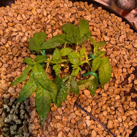 Rainbow runtz #1 growlog timeline photo
