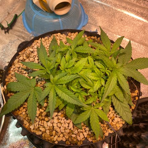 Rainbow runtz #1 growlog timeline photo