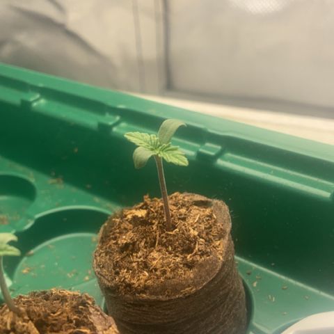 Blueberry Fast 00 Seeds #2 growlog timeline photo