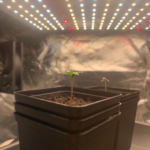 Blueberry Fast 00 Seeds #2 growlog timeline photo