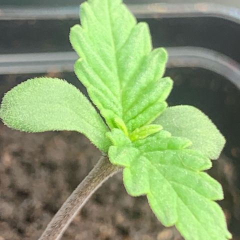 Blueberry Fast 00 Seeds #2 growlog timeline photo