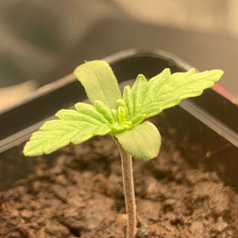 Blueberry Fast 00 Seeds #2 growlog timeline photo