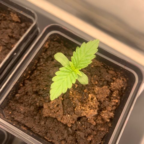 Blueberry Fast 00 Seeds #2 growlog timeline photo