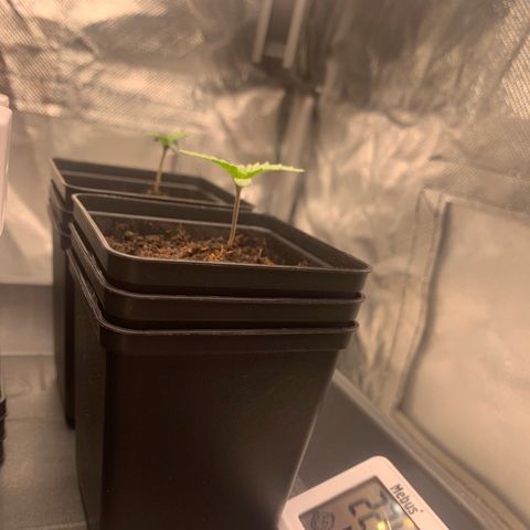 Blueberry Fast 00 Seeds #2 growlog timeline photo
